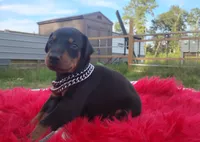 Puppy Noha , a male Doberman Pinscher for sale in Beaumont, TX – 6 of 6