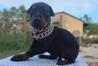 Puppy Hurricane , a male Doberman Pinscher for sale in Beaumont, TX – 2 of 8