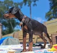 James Dean, a male Doberman Pinscher for sale in Houston, TX – 10 of 10