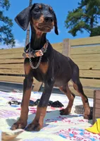 James Dean, a male Doberman Pinscher for sale in Houston, TX – 9 of 10