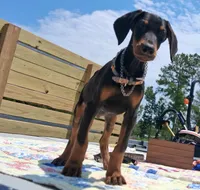 James Dean, a male Doberman Pinscher for sale in Houston, TX – 8 of 10