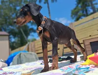 James Dean, a male Doberman Pinscher for sale in Houston, TX – 7 of 10