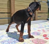 James Dean, a male Doberman Pinscher for sale in Houston, TX – 6 of 10