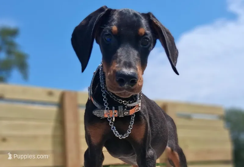 James Dean – Doberman Pinscher puppy for sale in Chandler, AZ