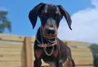 James Dean, a male Doberman Pinscher for sale in Houston, TX – 1 of 10