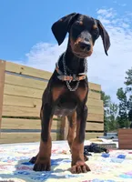 James Dean, a male Doberman Pinscher for sale in Houston, TX – 4 of 10