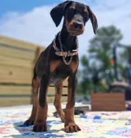 James Dean, a male Doberman Pinscher for sale in Houston, TX – 5 of 10