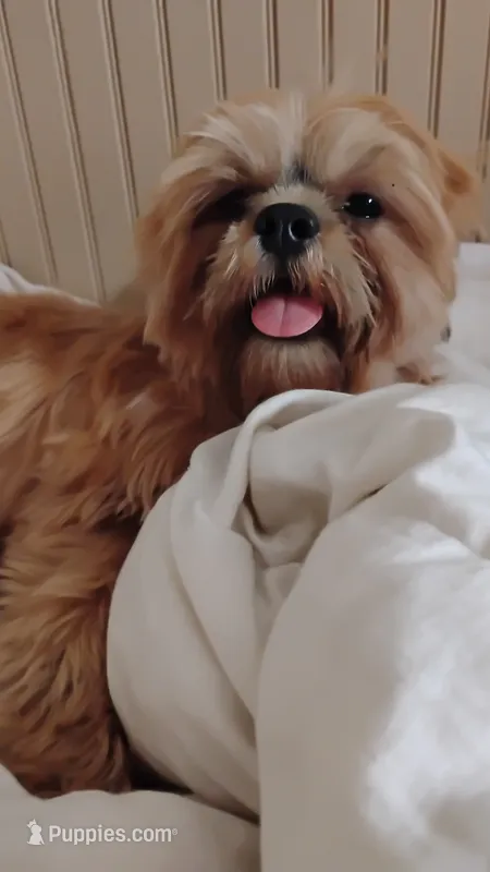AKC- Papa Bear  – Shih Tzu puppy for sale in Houston, TX