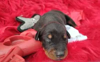 AKC- Champion bloodline - Puppy Acer, a male Doberman Pinscher for sale in Beaumont, TX – 2 of 7