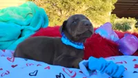 Drago , a male Doberman Pinscher for sale in Beaumont, TX – 10 of 10