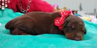 Tinker Bell , a female Doberman Pinscher for sale in Beaumont, TX – 3 of 9
