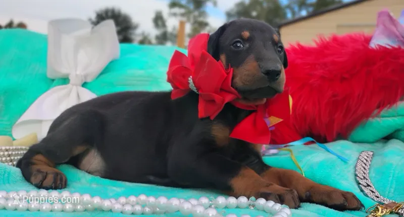 Bella , a female Doberman Pinscher for sale in Beaumont, TX – 1 of 4