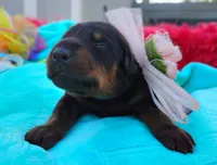 Hanna Montana , a female Doberman Pinscher for sale in Beaumont, TX – 5 of 6