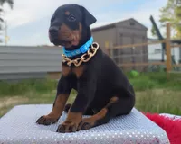 AKC- Champion bloodline - Acer, a male Doberman Pinscher for sale in Beaumont, TX – 6 of 10