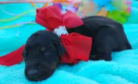 Dora , a female Doberman Pinscher for sale in Beaumont, TX – 6 of 6