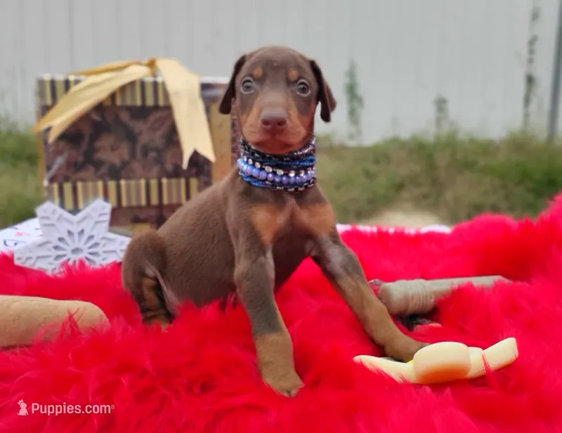 AKC Champion Bloodline -  Ruby Red – Doberman Pinscher puppy for sale in Beaumont, TX