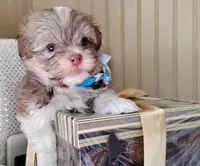 Last one !!!! Havashu - Murdock, a male Havanese and Shih Tzu for sale in Houston, TX – 5 of 8