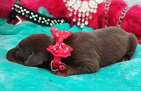 Tinker Bell , a female Doberman Pinscher for sale in Beaumont, TX – 7 of 9