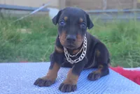 AKC Champion Bloodline - Miracle, a male Doberman Pinscher for sale in Beaumont, TX – 2 of 10