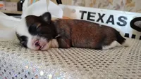 Havashu pup - Lill Mikey, a male Havanese and Shih Tzu for sale in Houston, TX – 6 of 8