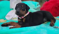 Summer, a female Doberman Pinscher for sale in Beaumont, TX – 5 of 9