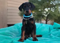 Acer, a male Doberman Pinscher for sale in Beaumont, TX – 2 of 7