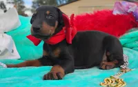 Bella , a female Doberman Pinscher for sale in Beaumont, TX – 3 of 4