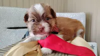 Havashu - Benji, a male Havanese and Shih Tzu for sale in Houston, TX – 9 of 9