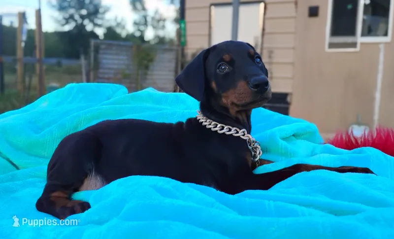Blackjack – Doberman Pinscher puppy for sale in Beaumont, TX