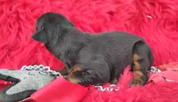 AKC- Champion bloodline - Puppy Acer, a male Doberman Pinscher for sale in Beaumont, TX – 5 of 7
