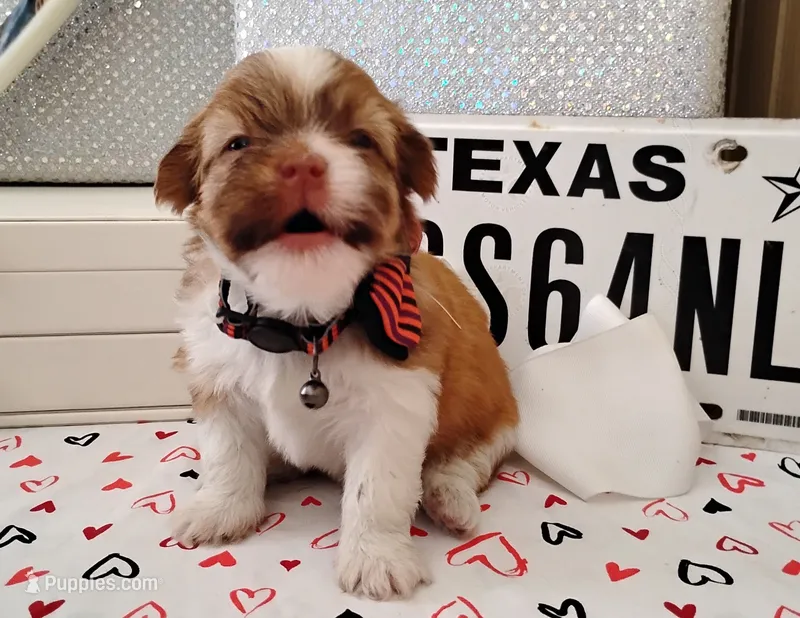 Havashu - Benji – Havanese, Shih Tzu puppy for sale in Houston, TX