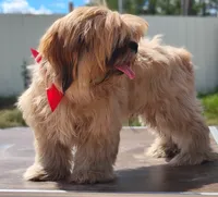 Mikey , a male Shih Tzu for sale in Beaumont, TX – 8 of 10