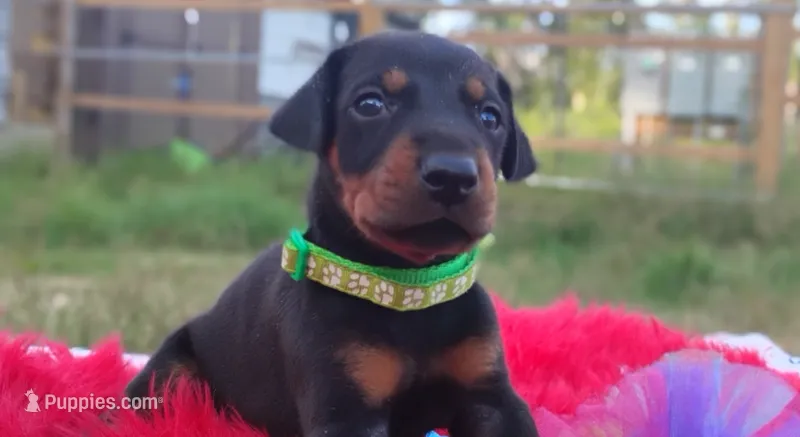 Ironman  – Doberman Pinscher puppy for sale in Beaumont, TX