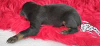 AKC Champion Bloodline - Puppy Oliver , a male Doberman Pinscher for sale in Beaumont, TX – 6 of 8