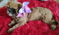Akc full rights Little BEAR, a female Shih Tzu for sale in Houston, TX – 2 of 10