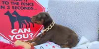AKC Champion Bloodline - Ginger , a female Doberman Pinscher for sale in Beaumont, TX – 8 of 10