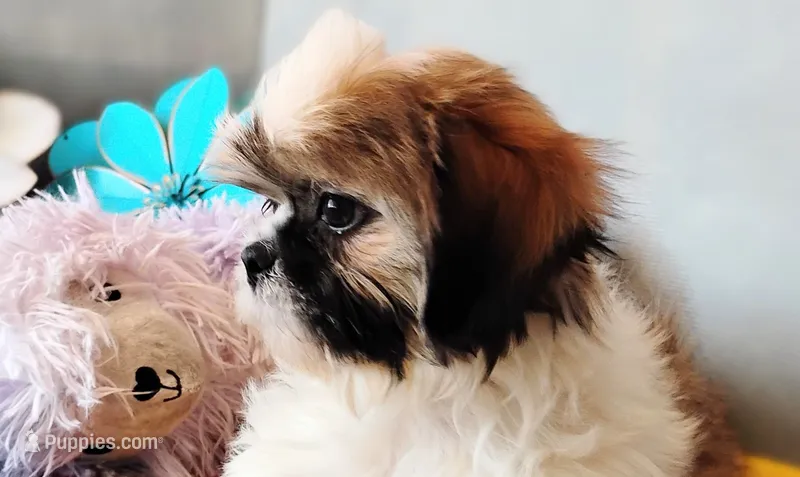 AKC Jax – Shih Tzu puppy for sale in Houston, TX