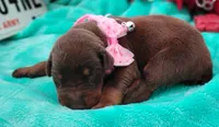 Sofia , a female Doberman Pinscher for sale in Beaumont, TX – 7 of 8