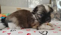 Havashu pup- Little twinkle, a male Havanese and Shih Tzu for sale in Houston, TX – 5 of 10