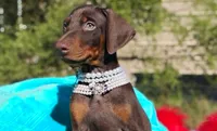  Ginger , a female Doberman Pinscher for sale in Beaumont, TX – 3 of 6