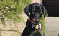 Ladylove, a female Doberman Pinscher for sale in Beaumont, TX – 2 of 10