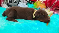 Luciano , a male Doberman Pinscher for sale in Beaumont, TX – 5 of 10