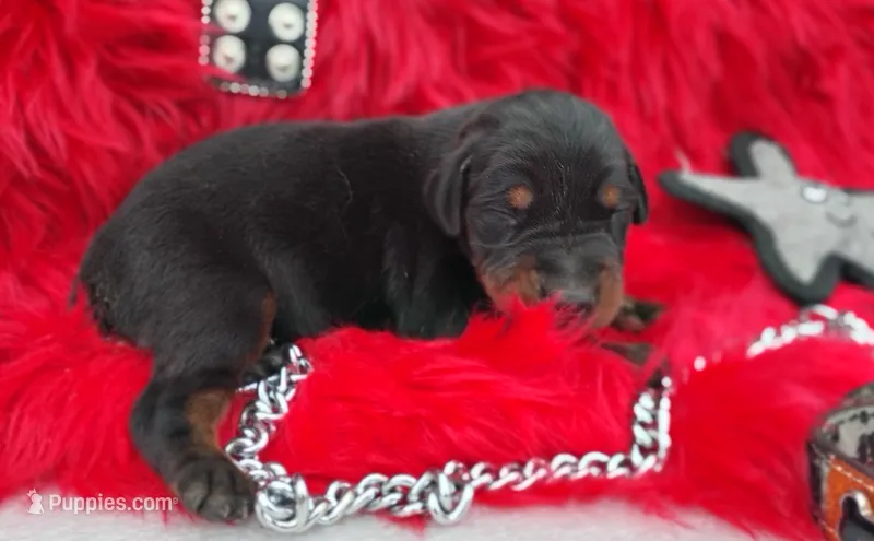 AKC Champion Bloodline -Puppy Alexander  – Doberman Pinscher puppy for sale in Beaumont, TX