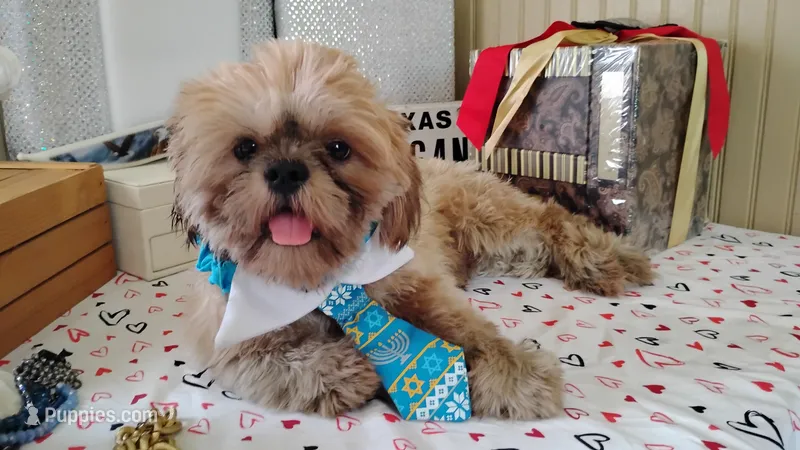 Papa Bear  – Shih Tzu puppy for sale in Houston, TX
