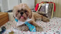 Papa Bear , a male Shih Tzu for sale in Houston, TX – 1 of 7