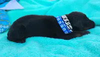 Versace , a male Doberman Pinscher for sale in Beaumont, TX – 4 of 8