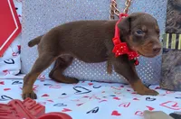 AKC Champion Bloodline -  Ruby Red, a female Doberman Pinscher for sale in Beaumont, TX – 5 of 9
