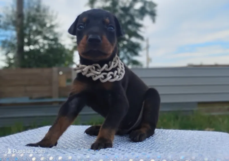 Puppy Hurricane  – Doberman Pinscher puppy for sale in Beaumont, TX
