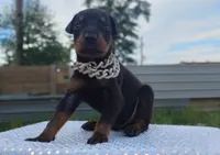 Puppy Hurricane , a male Doberman Pinscher for sale in Beaumont, TX – 1 of 8
