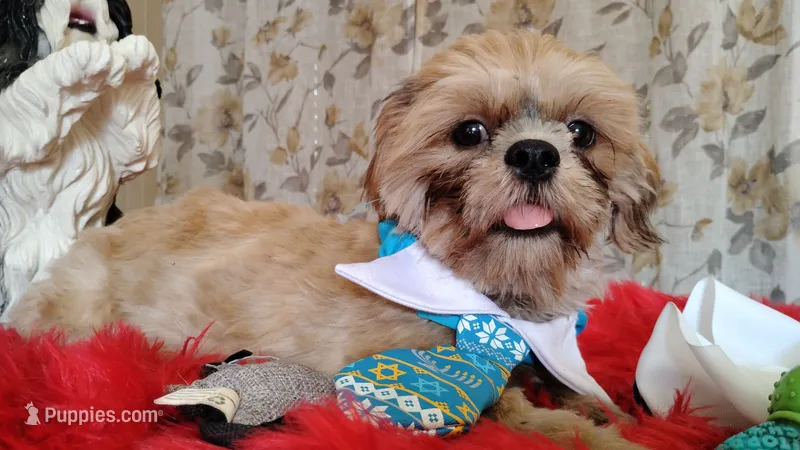 Puppy - Papa Bear 💝 – Shih Tzu puppy for sale in Houston, TX